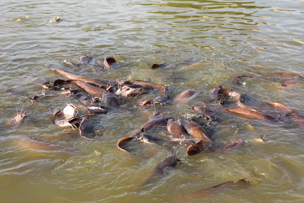 Molti pesci spruzzi nel lago — Foto Stock