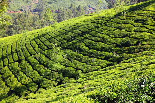 Plantación de té de montaña en la India — Foto de Stock