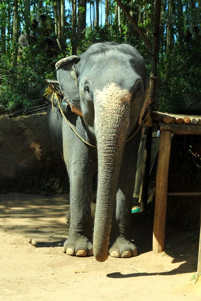 Elefante — Foto Stock