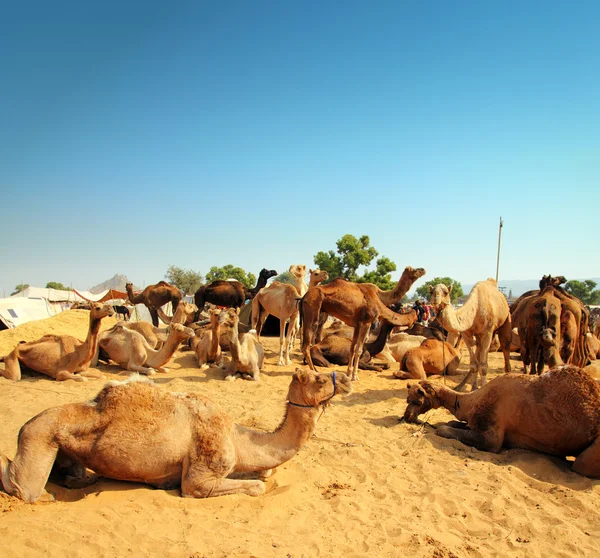 Camelos durante o festival em Pushkar — Fotografia de Stock