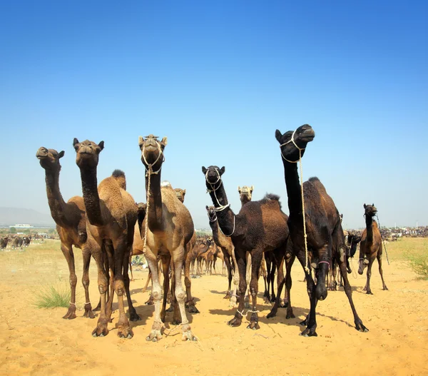 Velbloudy během festivalu ve městě pushkar — Stock fotografie