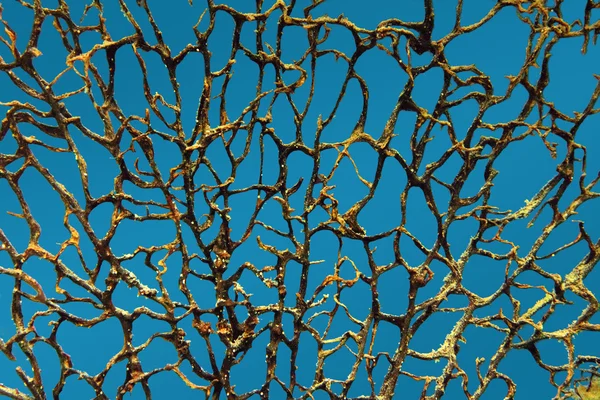 Background with bare branches underwater — Stock Photo, Image