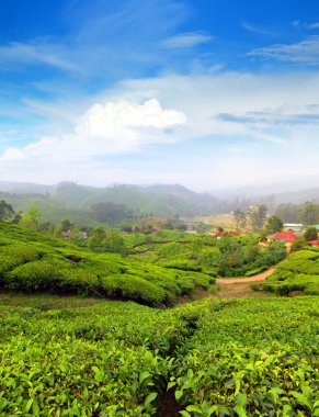 mountain tea plantation in India clipart