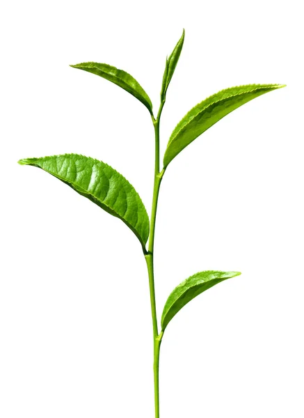 Herbata zielona liść na białym tle — Zdjęcie stockowe