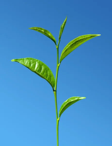 Foglie di tè verde — Foto Stock