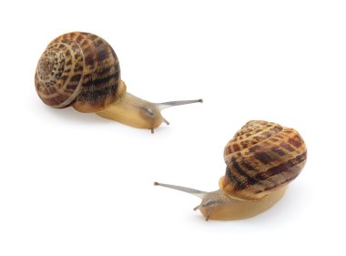 two snails isolated clipart