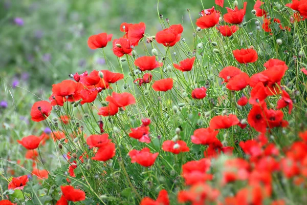 Red poppy flowers in field — Stock Photo, Image