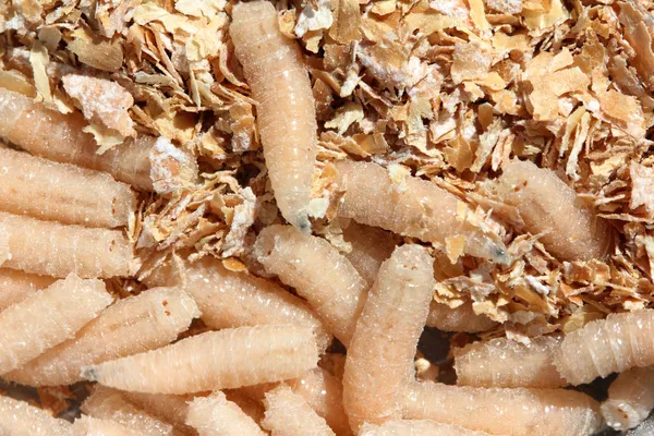 Maggots of fly — Stock Photo, Image