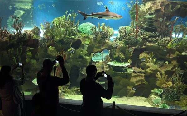 海洋水族館で撮影 — ストック写真