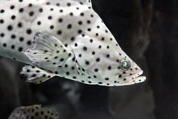 Panther grouper - Cromileptus altivelis — Stock Photo, Image