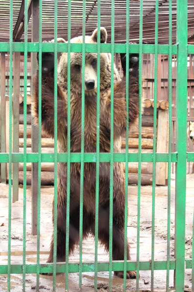 Gefangenschaft - Braunbär im Käfig — Stockfoto