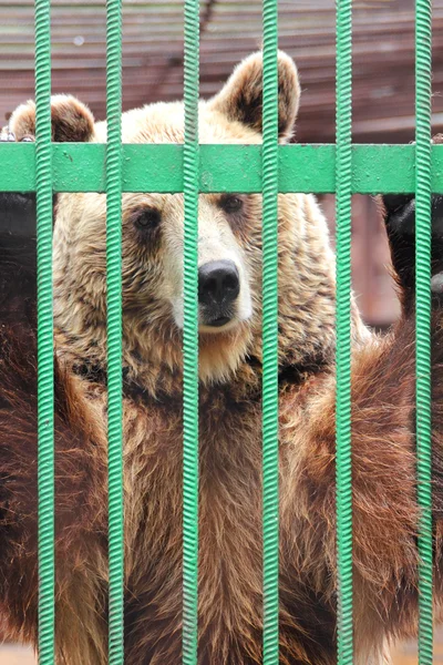 Cautiverio - oso pardo en jaula — Foto de Stock