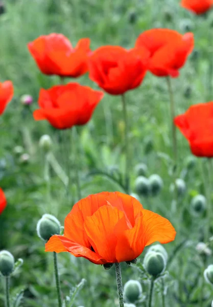 Red poppy flowers in field — Stock Photo, Image