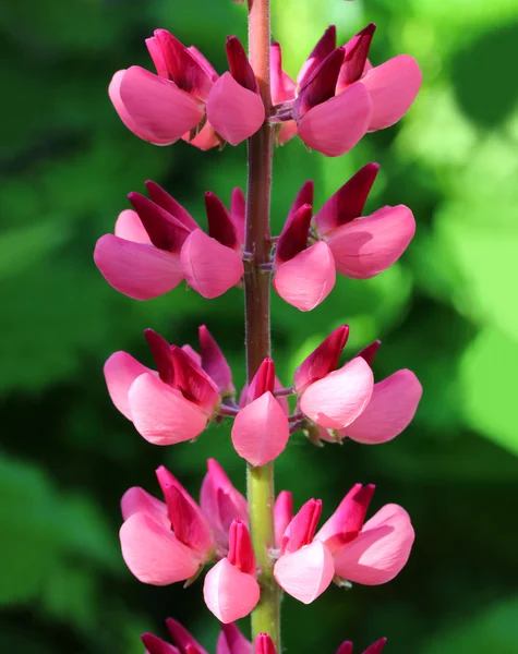 Fiore di lupino rosa macro — Foto Stock