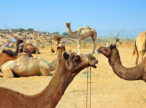 Groep van kamelen tijdens festival in pushkar — Stockfoto