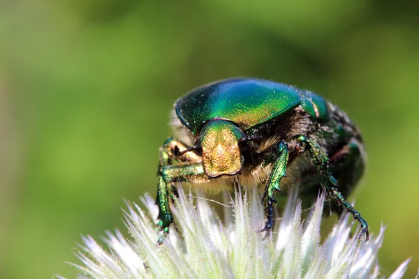 Escarabajo chafer en macro flor — Foto de Stock