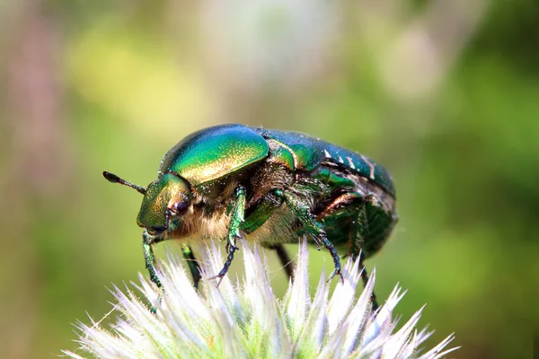 Slitskydd beetle på blomma makro — Stockfoto