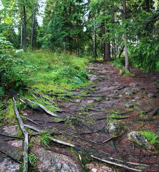 Camino con raíces de árboles en el bosque —  Fotos de Stock