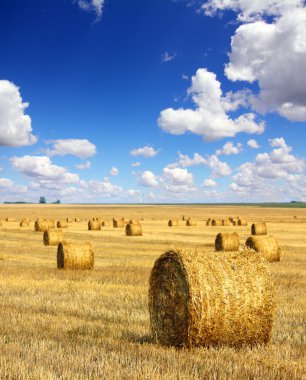 harvested bales of straw in field clipart