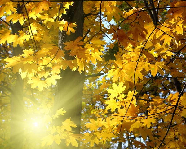 노란 단풍과 태양 — 스톡 사진