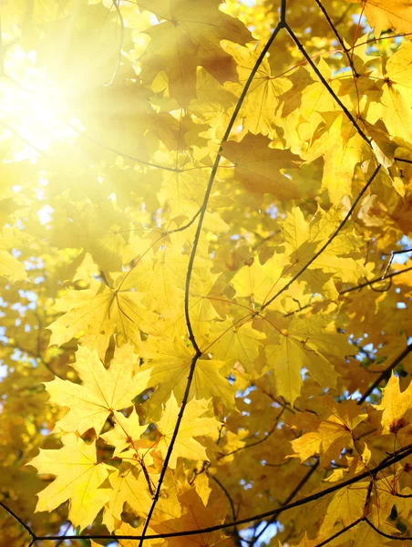Осіннє жовте листя і сонце — стокове фото