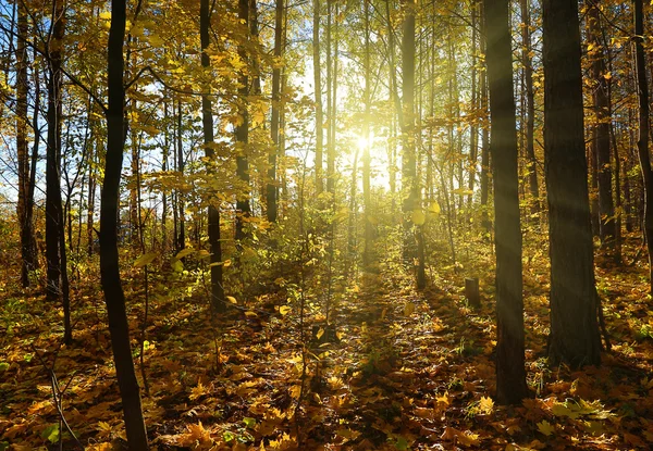 Herfst bos met zon — Stockfoto