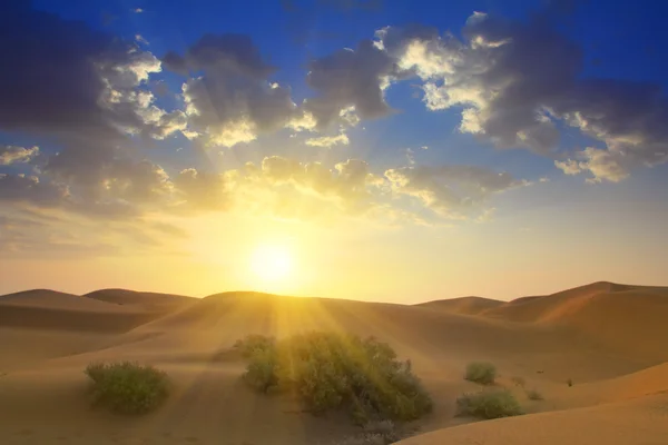 Zonsopgang in woestijn — Stockfoto