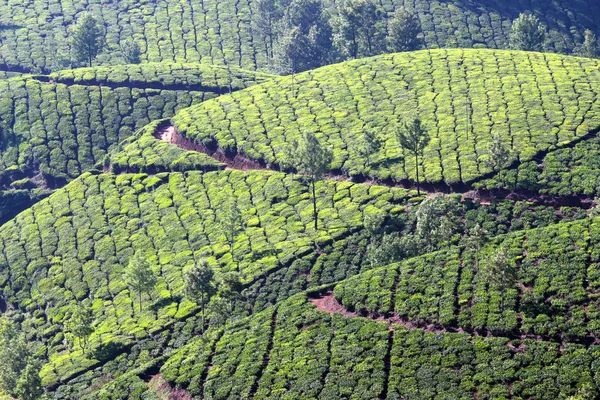 Плантация горного чая в Индии — стоковое фото