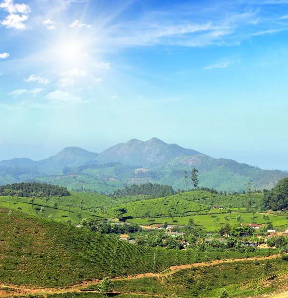 Paesaggio piantagione di tè di montagna in India — Foto Stock