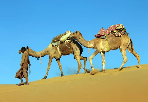 Camelos no deserto — Fotografia de Stock