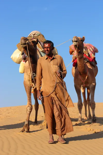 Camelos no deserto — Fotografia de Stock