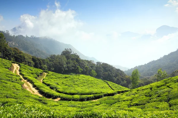 Piantagione di tè di montagna in India — Foto Stock