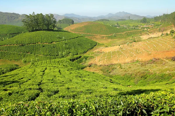 Plantación de té de montaña en la India — Foto de Stock