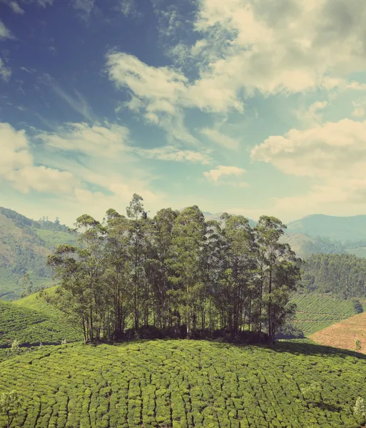 Piantagione di tè di montagna in India stile retrò vintage — Foto Stock