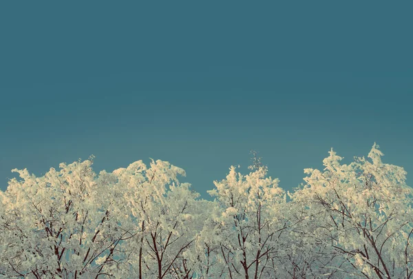 Madeiras de inverno de gelo abaixo do céu - estilo retro vintage — Fotografia de Stock