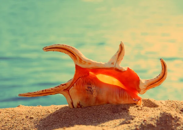 Oranžové mušle a moře - vinobraní retro styl — Stock fotografie