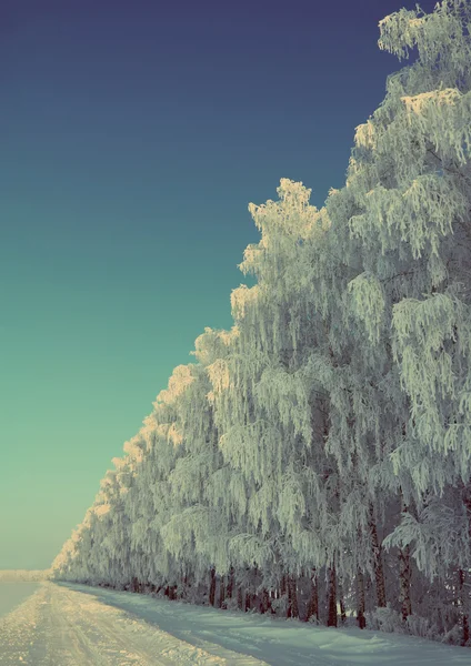 Winter road with birch wood - vintage retro style — Stock Photo, Image