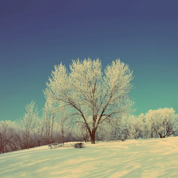 Snow winter park sotto il cielo blu - stile retrò vintage — Foto Stock