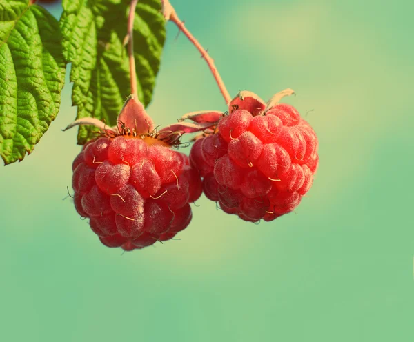Pair of raspberry - vintage retro style — Stock Photo, Image