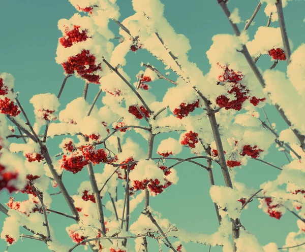 Red ash-berry under snow - vintage retro style — Stock Photo, Image