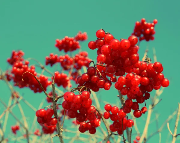 Bola de neve árvore berryes bando - estilo retro vintage — Fotografia de Stock