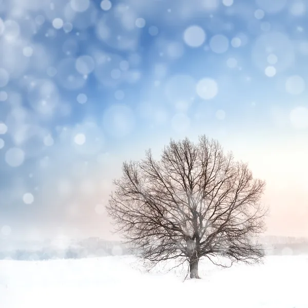 Kış çıplak ağaca ve kar yağışı — Stok fotoğraf