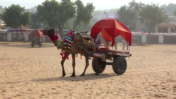 Velbloud s vozíkem na veletrhu v Indii pushkar — Stock video