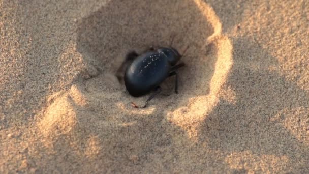 Escaravelho escaravelho cava buraco na areia - macro — Vídeo de Stock