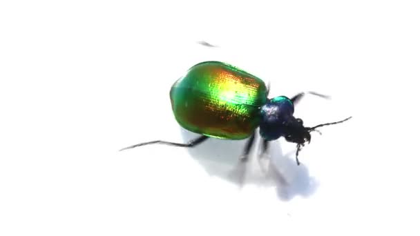 Large green beetle running macro — Stock Video