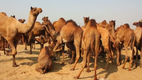 Pushkar Camel Fair - группа верблюдов во время фестиваля — стоковое видео