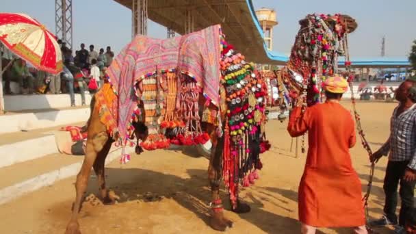 Competencia para decorar camellos en feria en Pushkar India — Vídeos de Stock