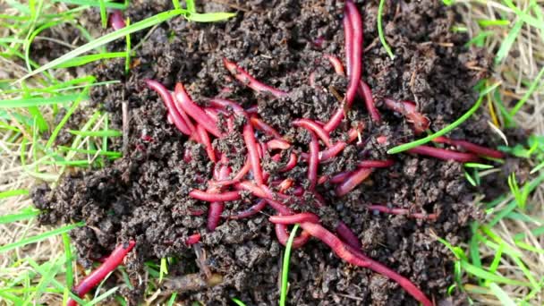Many red worms in dirt - bait for fishing — Stock Footage Many red worms in dirt - bait for fishing Stock Footage