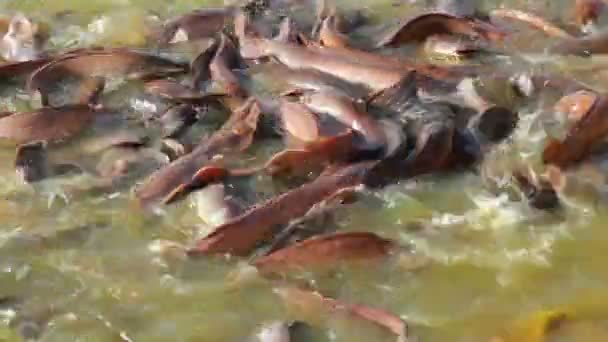 Много плескающихся рыб в озере, где местные жители кормят их - Индия — стоковое видео