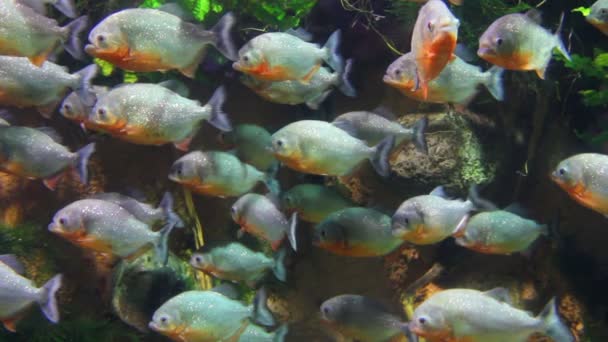 Piranha's vissen onderwater — Stockvideo